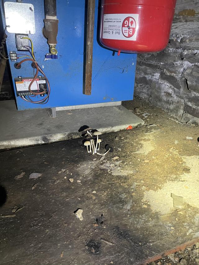 British Israel World Federation photo 5