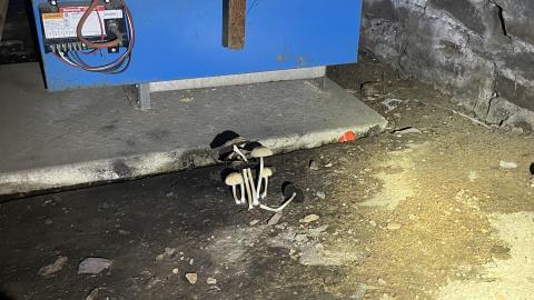 British Israel World Federation Fall 2022 - 7D04B614-918E-4C3D-9DE5-412B08D3424B.jpeg