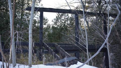 View amongst dead foliage