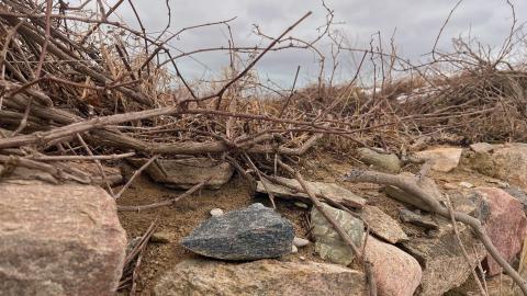 Vines - 03/23 - IMG_1564.jpg