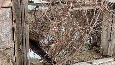 Vines - 03/23 - IMG_1565.jpg