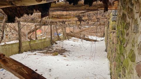 Vines - 03/23 - IMG_1566.jpg