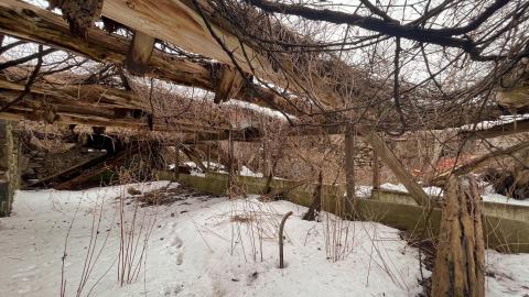 Vines - 03/23 - IMG_1570.jpg