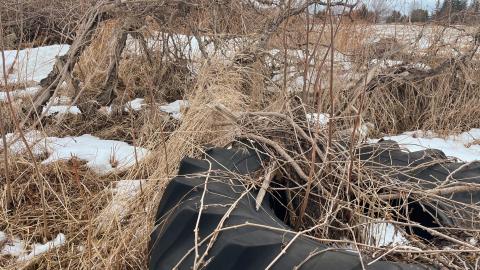 Vines - 03/23 - IMG_1577.jpg