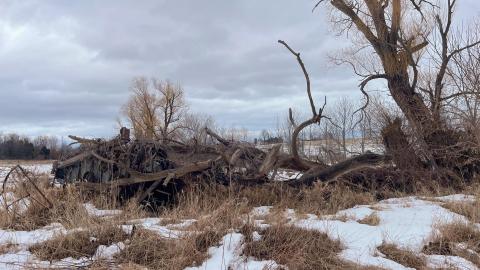 Vines - 03/23 - IMG_1581.jpg