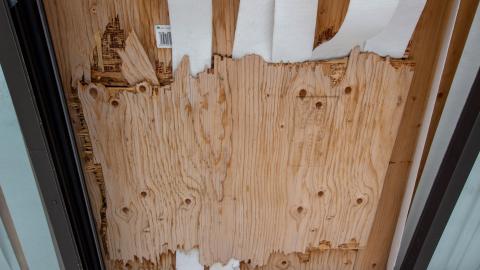 2 Screws Away - Febuary 2023 (Exteriors) - tree-8912.jpg