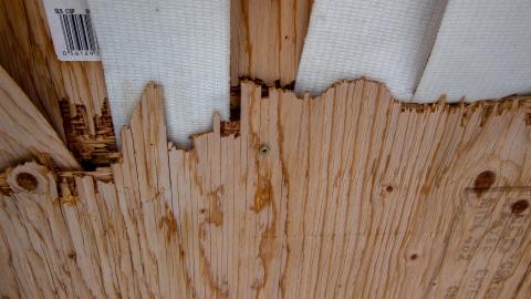 2 Screws Away - Febuary 2023 (Exteriors) - tree-8914.jpg