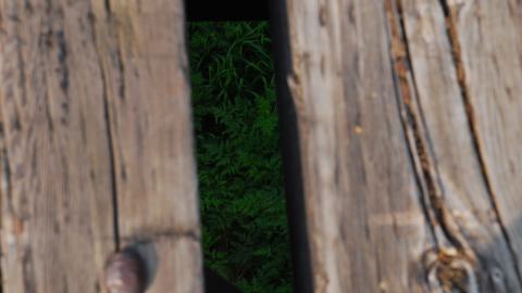 Old Train Bridge photo 4