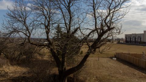 Disenchanted - IMG_4024.JPG