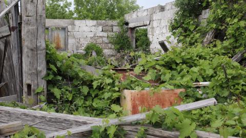 Tick paradise - IMG_3885.JPG