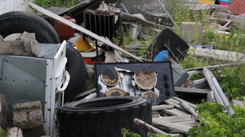 Tick paradise - IMG_3883.JPG