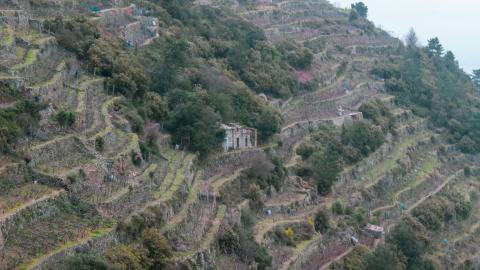 Deviation From The Path - vineyard-69.JPG