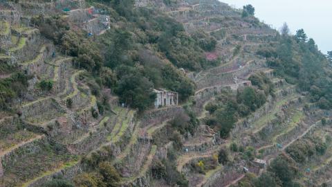 Deviation From The Path - vineyard-70.JPG