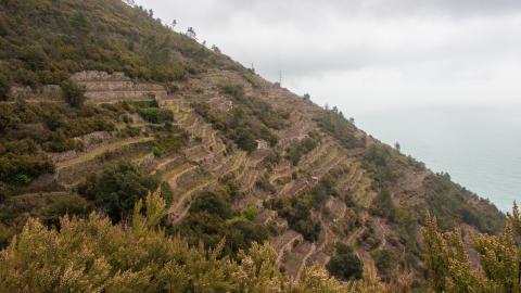 Deviation From The Path - vineyard-72.JPG