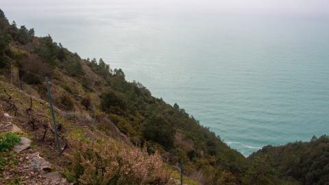 Deviation From The Path - vineyard-76.JPG