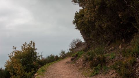 Deviation From The Path - vineyard-74.JPG