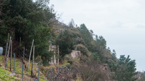 Deviation From The Path - vineyard-77.JPG