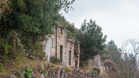 Deviation From The Path - vineyard-78.JPG