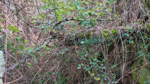 Deviation From The Path - vineyard-82.JPG