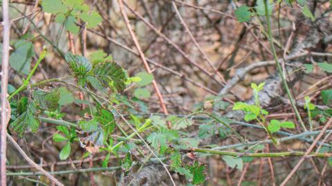 Deviation From The Path - vineyard-83.JPG