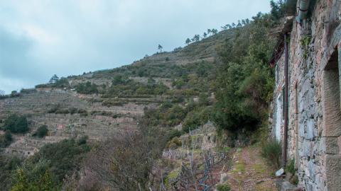 Deviation From The Path - vineyard-88.JPG