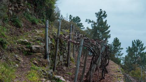 Deviation From The Path - vineyard-91.JPG