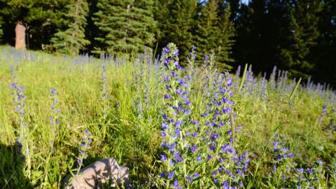 A close-up of Blueweed in a clearing on 153 St
