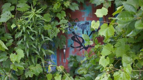 A door covered in foliage