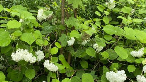 Rainy Sunday - IMG_6302.JPG