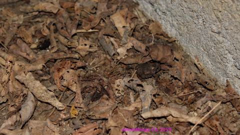 #Reasons. #Baseballbats. 9/7/2019. - IMG_8668.JPG