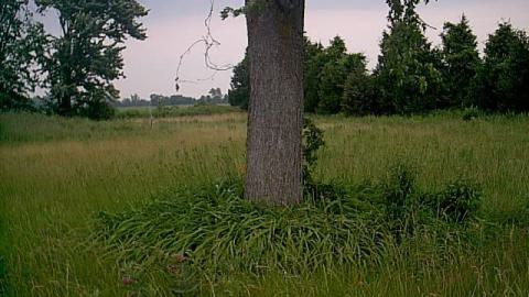 Bring A Lawnmower photo 5