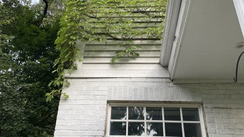 gorg - IMG_0164.jpeg