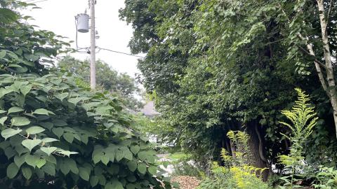 gorg - IMG_0166.jpeg