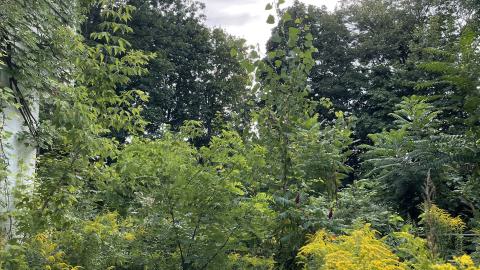 gorg - IMG_0167.jpeg