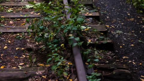 Photo from overgrown