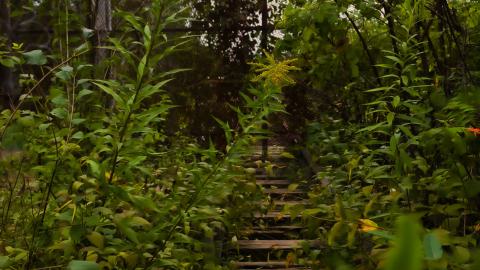 Photo from overgrown