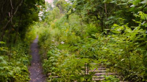 overgrown - IMG_2379.jpg