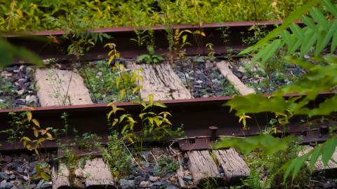 overgrown - IMG_2381.jpg