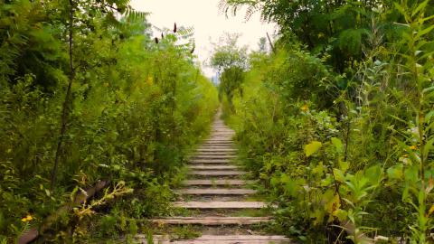 overgrown - IMG_2383.jpg