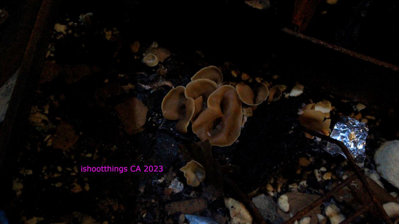 [Dickson Bowl] After The Latest Fire...... - JUNE 2023 - IMG_5855.JPG