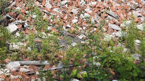 Back at the Barnyard - IMG_5300.jpg