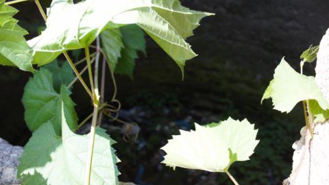 peek through the window