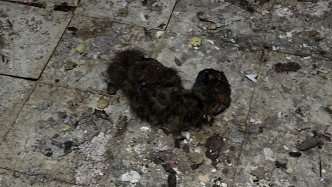 Decay - IMG_3859.JPG