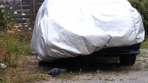 Monza Car Sales Oct. 9, 2023 - IMG_20231009_155700887.jpg