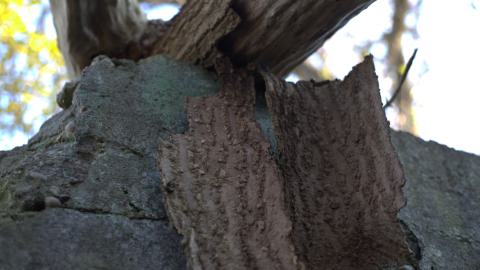 Devil's Creek. Quarry. Offices ruins - IMG_0906.jpeg