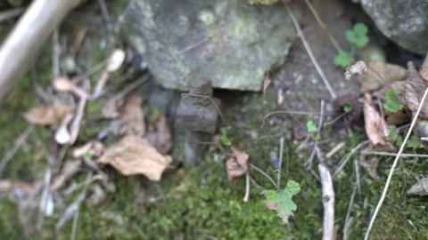 Devil's Creek. Quarry. Offices ruins - IMG_0908.jpeg