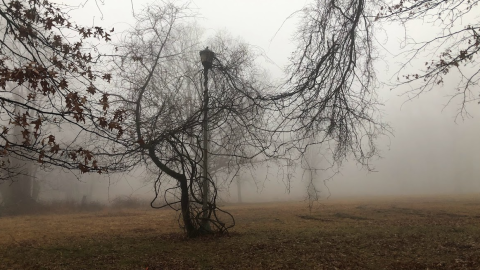 street lamp entangled in vines and tree limbs