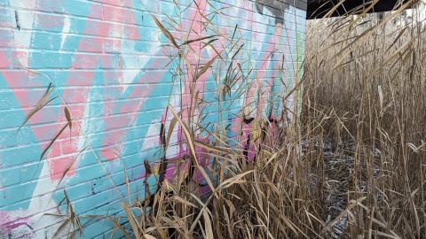 Hidden in the marsh - PXL_20231219_214646807.jpg