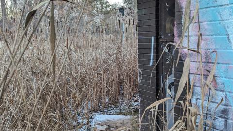 Hidden in the marsh - PXL_20231219_214656772.jpg