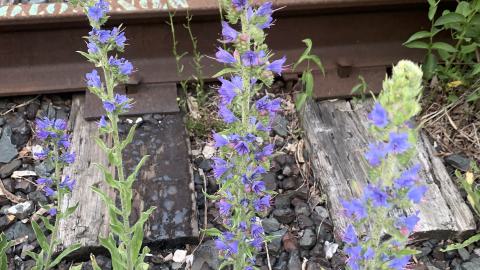 Photo from DV old trax